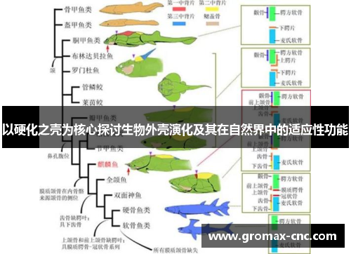 以硬化之壳为核心探讨生物外壳演化及其在自然界中的适应性功能